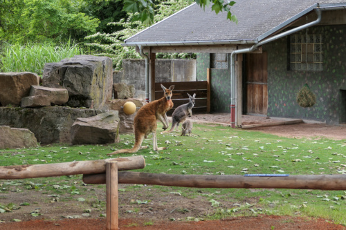 Blick auf die Australien-Wiese mit Roten Riesenkängurus (Foto: Heidrun Knigge/Zoo Heidelberg)