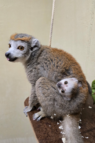 Nachwuchs mit Herzchenfaktor bei den Kronenmakis (Foto: Zoo Heidelberg)