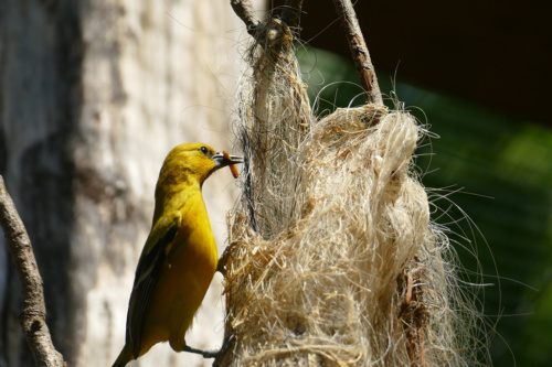 Die Orangebrust-Trupiale haben Nachwuchs: Der Vater versorgt die Küken mit Insekten (Foto: Petra Medan/Zoo Heidelberg)