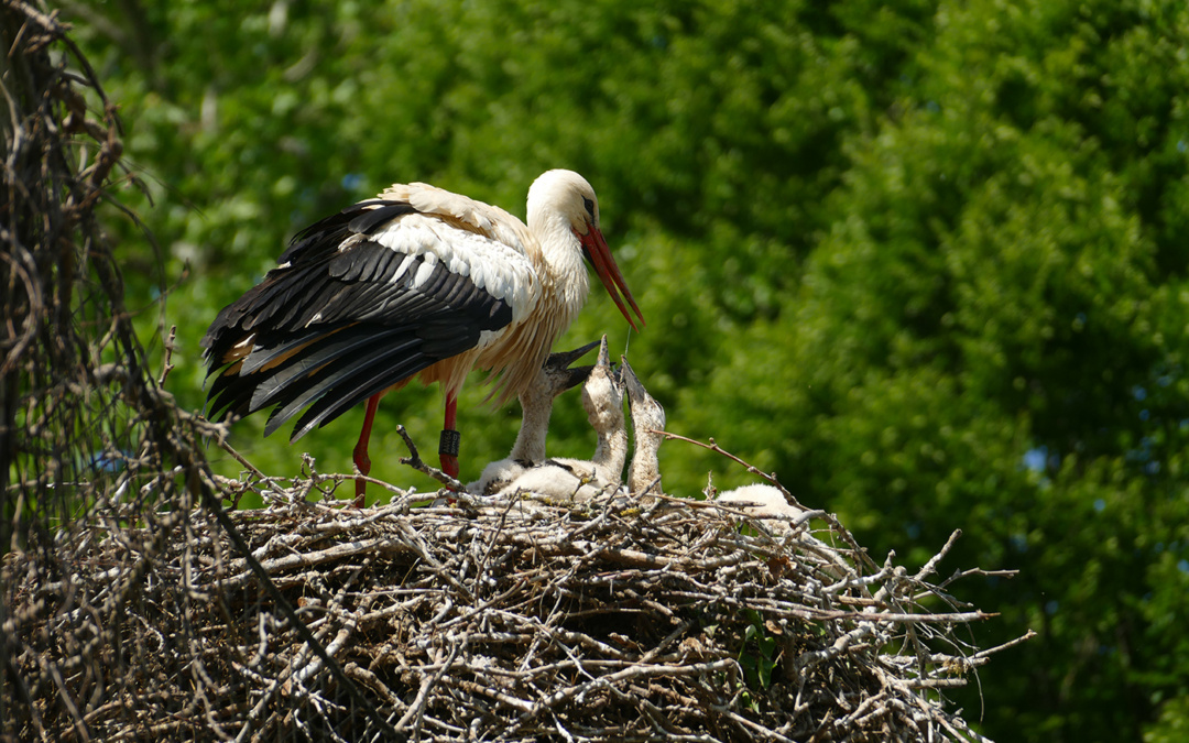 Zoo Heidelberg: Neue Ringe für den Storchennachwuchs