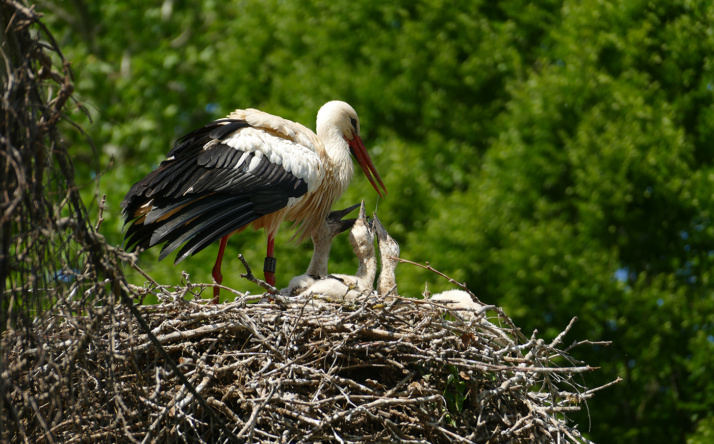 Zoo Heidelberg: Neue Ringe für den Storchennachwuchs