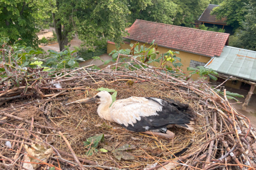 Blick ins Storchennest über der Trampeltieranlage im Zoo Heidelberg: Der Jungstorch hat seinen schwarzen Erkennungsring erhalten. (Foto: Zoo Heidelberg)
