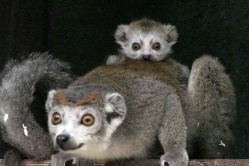  Kronenmaki-Nachwuchs beim gemeinsamen Spiel mit der Mutter. (Foto: Heidrun Knigge/Zoo Heidelberg)
