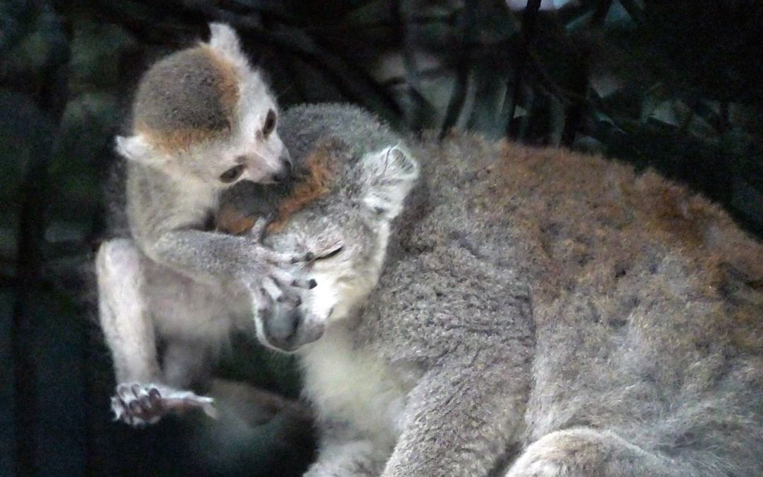 Kronenmaki-Nachwuchs zeigt sich erstmals im Zoo Heidelberg
