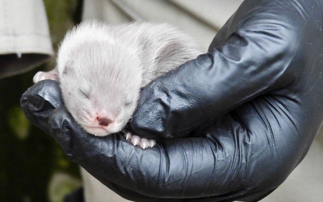 Große Freude über Nachwuchs im Tierpark Walldorf