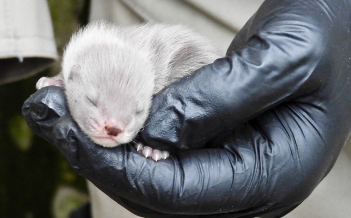 Große Freude über Nachwuchs im Tierpark Walldorf