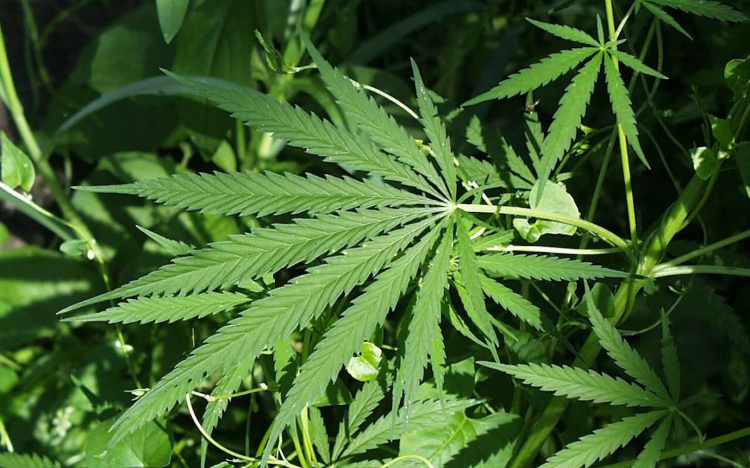 Medizinisches cannabis in deutschland: Wachstum, Regulierung und Perspektiven bis 2025
