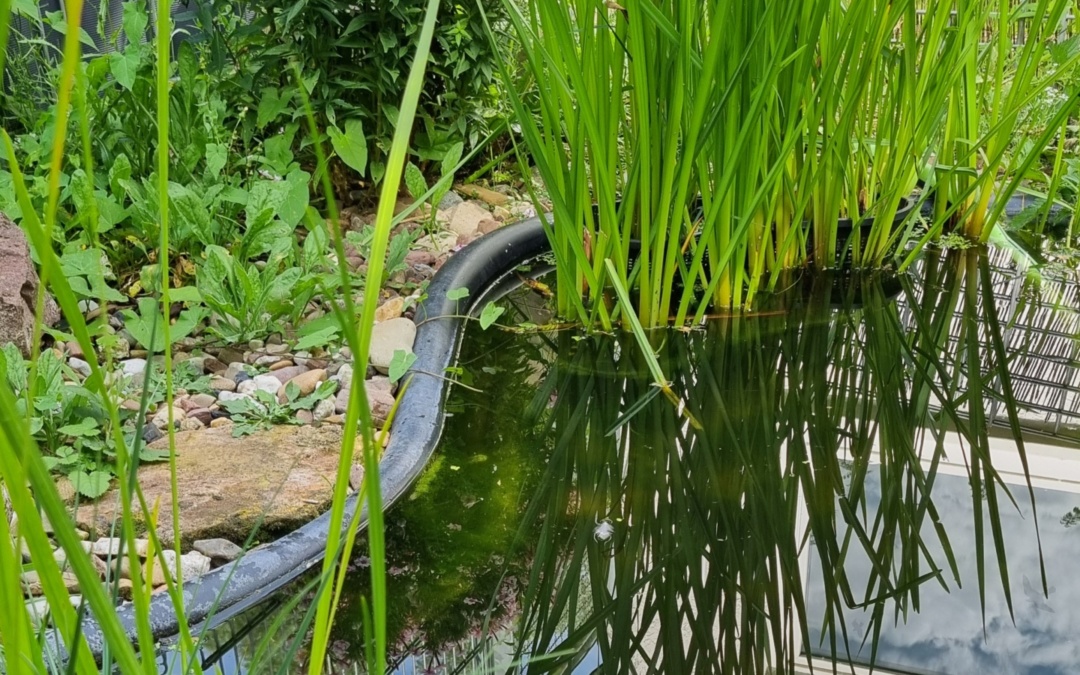Wasserschildkröte sucht neues Zuhause