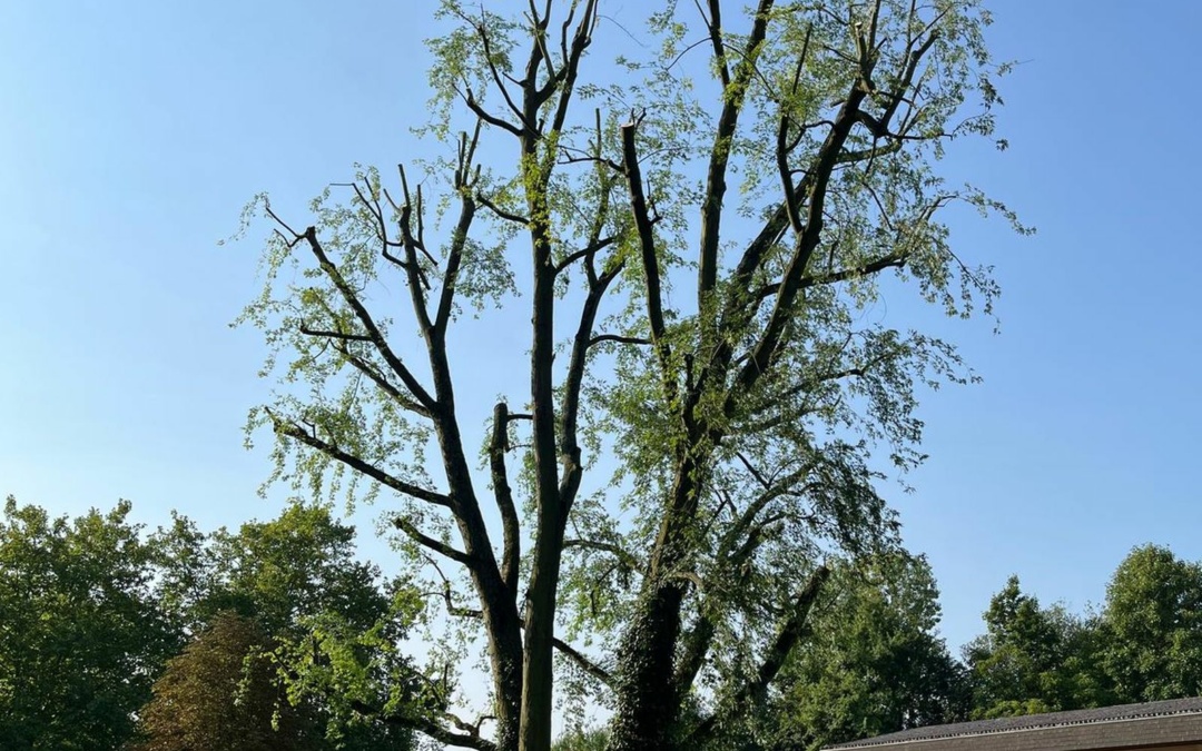 WietalBad: Silberahorn-Rückschnitt beendet – Sperrungen aufgehoben