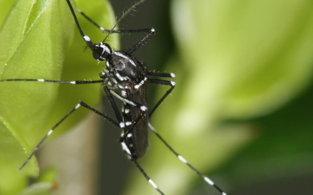 Icybac informiert auf dem Walldorfer Wochenmarkt über die Tigermücke