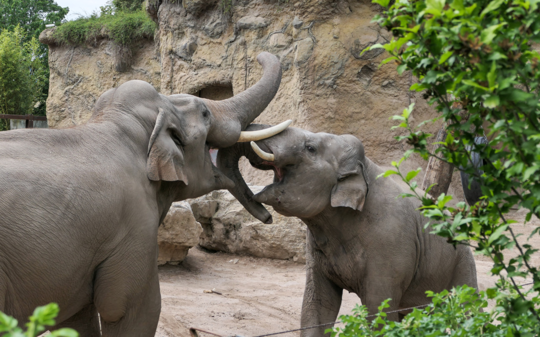 Elefantentag im Zoo Heidelberg bietet exklusive Einblicke und Auktion