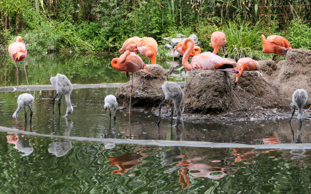 Flamingo-Kindergarten im Zoo Heidelberg wächst auf 65 Tiere an