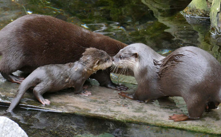 Herbst-Highlights im Zoo Heidelberg