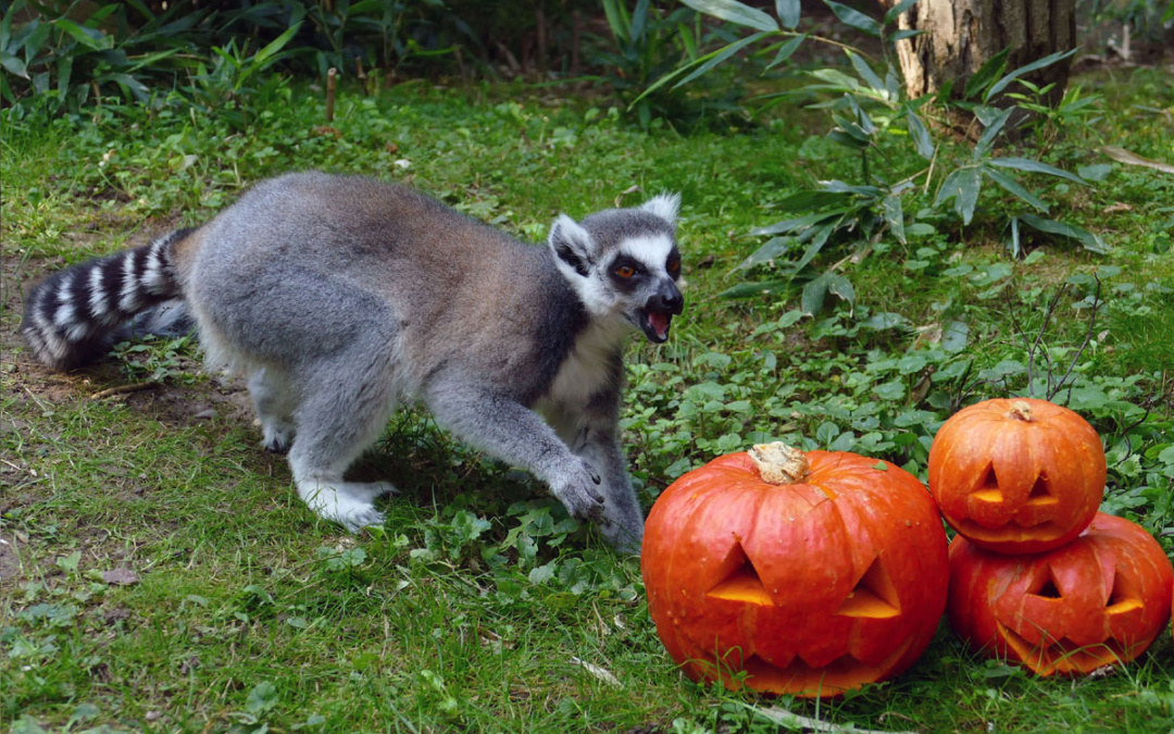Kürbiszeit im Zoo Heidelberg: Halloween wird tierisch spannend