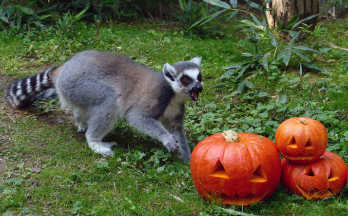 Kürbiszeit im Zoo Heidelberg: Halloween wird tierisch spannend