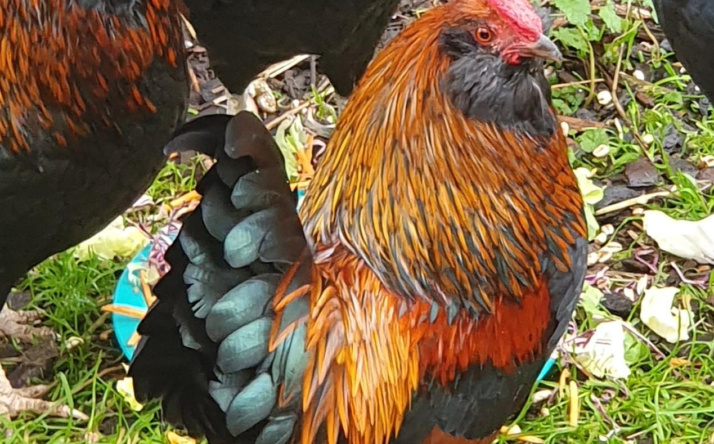 Happy End für gefiederte Freunde