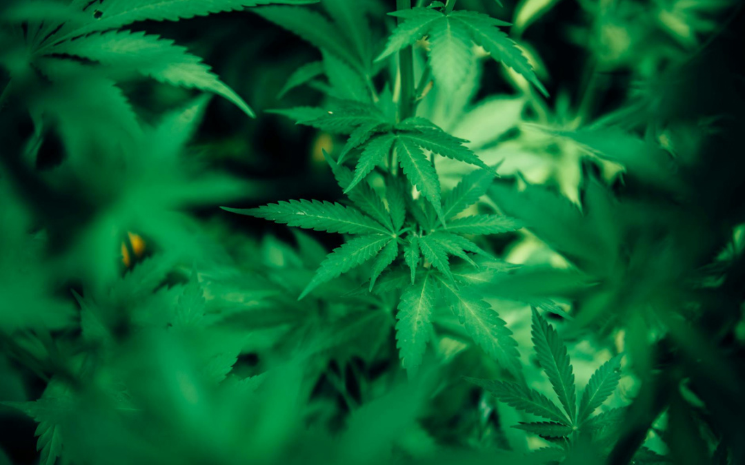 Medizinische Marihuana Sorten – welche helfen bei welchen Krankheiten?