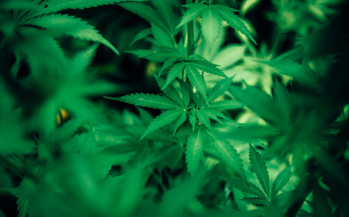 Medizinische Marihuana Sorten – welche helfen bei welchen Krankheiten?