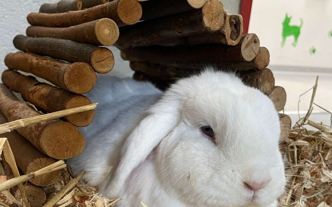 Senioren-Kaninchen – ein Leben im Alter