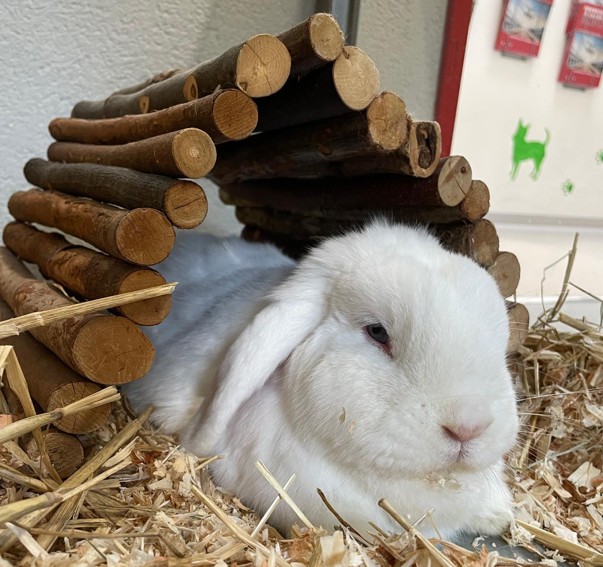 Kaninchen Kaninchen