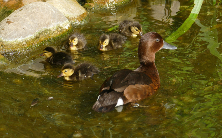 Kraftakt hinter den Kulissen: Zoo Heidelberg meldet außergewöhnlich erfolgreiche Brutsaison