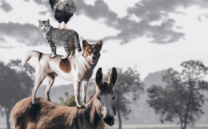 „Die Bremer Stadtmusikanten“ mit dem SAP Sinfonieorchester