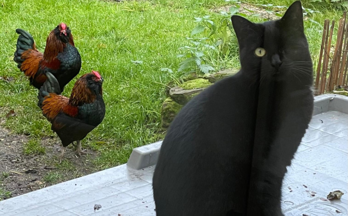 Ein Leben im Tom-Tatze-Tierheim