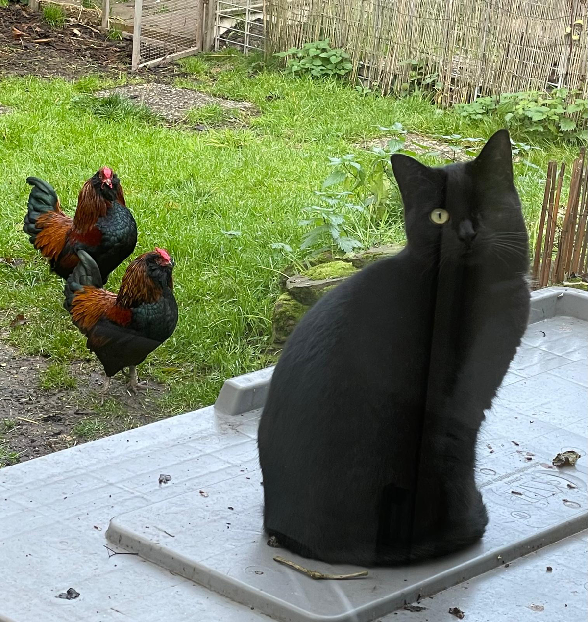 IMG-20251116-WA0004(1) Tom-Tatze-Tierheim