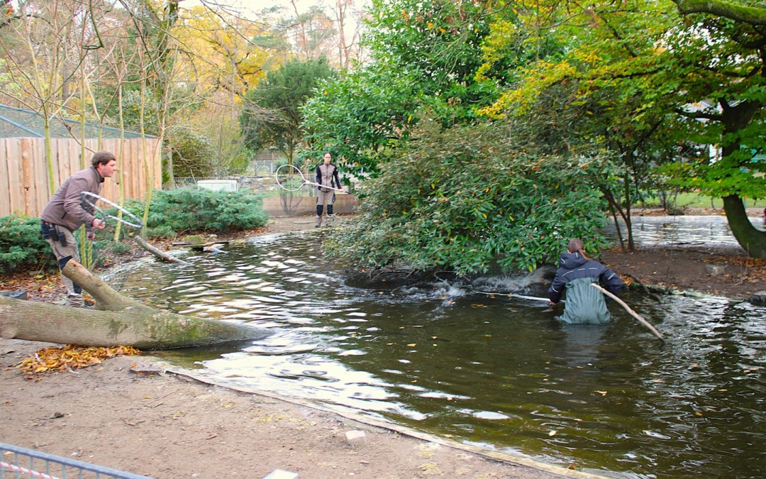 Tierpark Walldorf beugt der Vogelgrippe vor