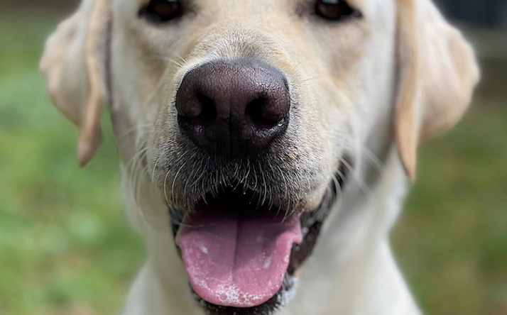 Trix wartet weiter auf sein Zuhause im Tom-Tatze-Tierheim