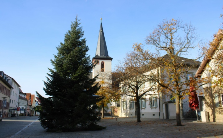 Große Nordmanntannen zieren Drehscheibe und Marktplatz in Walldorf