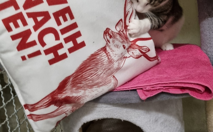 Der Tierschutzverein Wiesloch/Walldorf zieht eine positive Bilanz