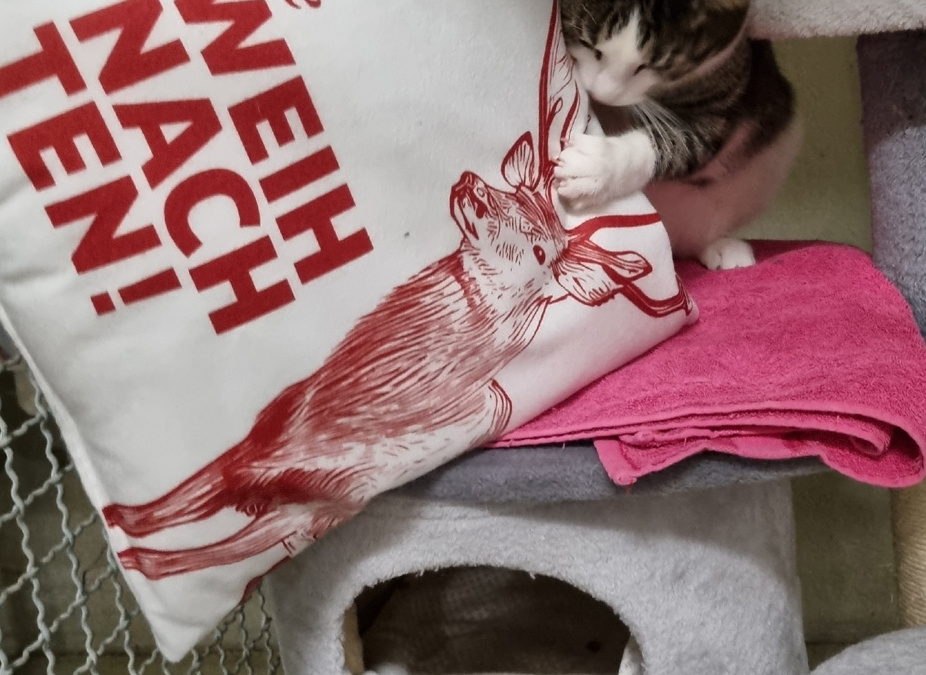 Der Tierschutzverein Wiesloch/Walldorf zieht eine positive Bilanz