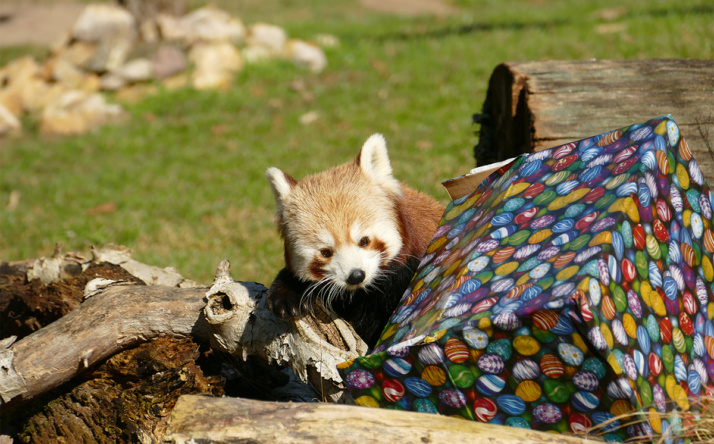 Dr. Wünnemann liest Tiergeschichten im Heidelberger Zoo