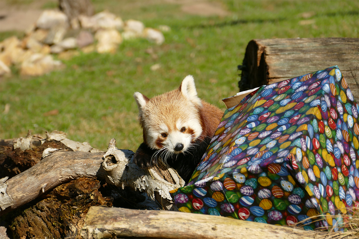 251210_Heiligabend_kl Dr. Wünnemann