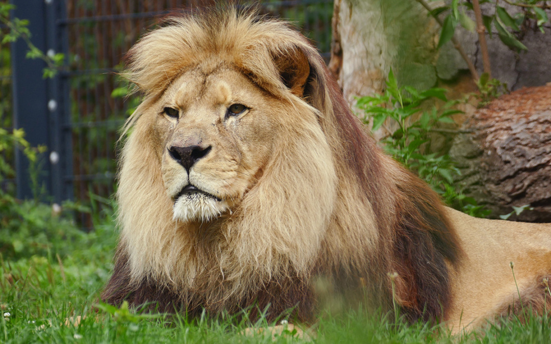 Chalid, ältester Löwe Deutschlands gestorben