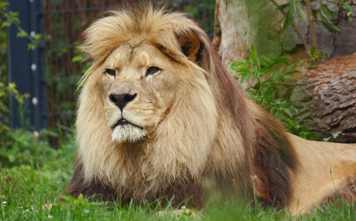 Chalid, ältester Löwe Deutschlands gestorben
