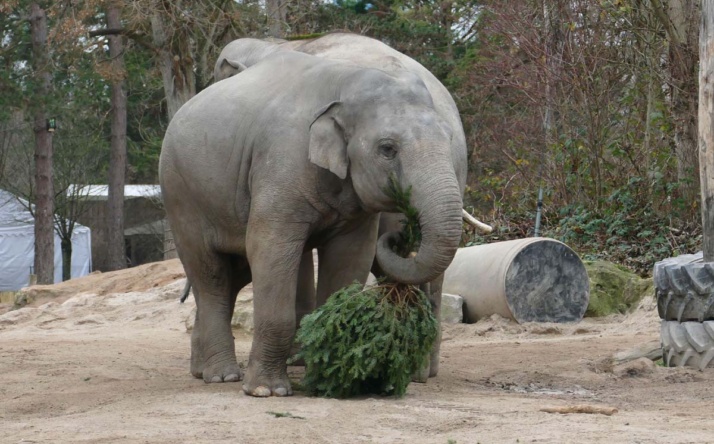 Zwischen Tannen und Tigern im Zoo Heidelberg