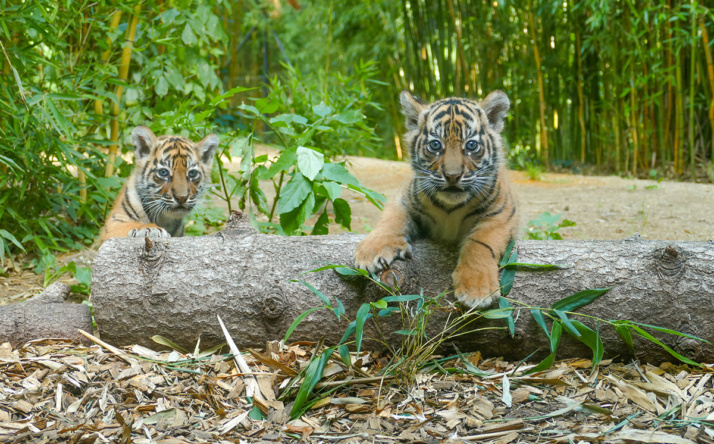 Sumatra-Tigerin: Tigernachwuchs im Zoo Heidelberg