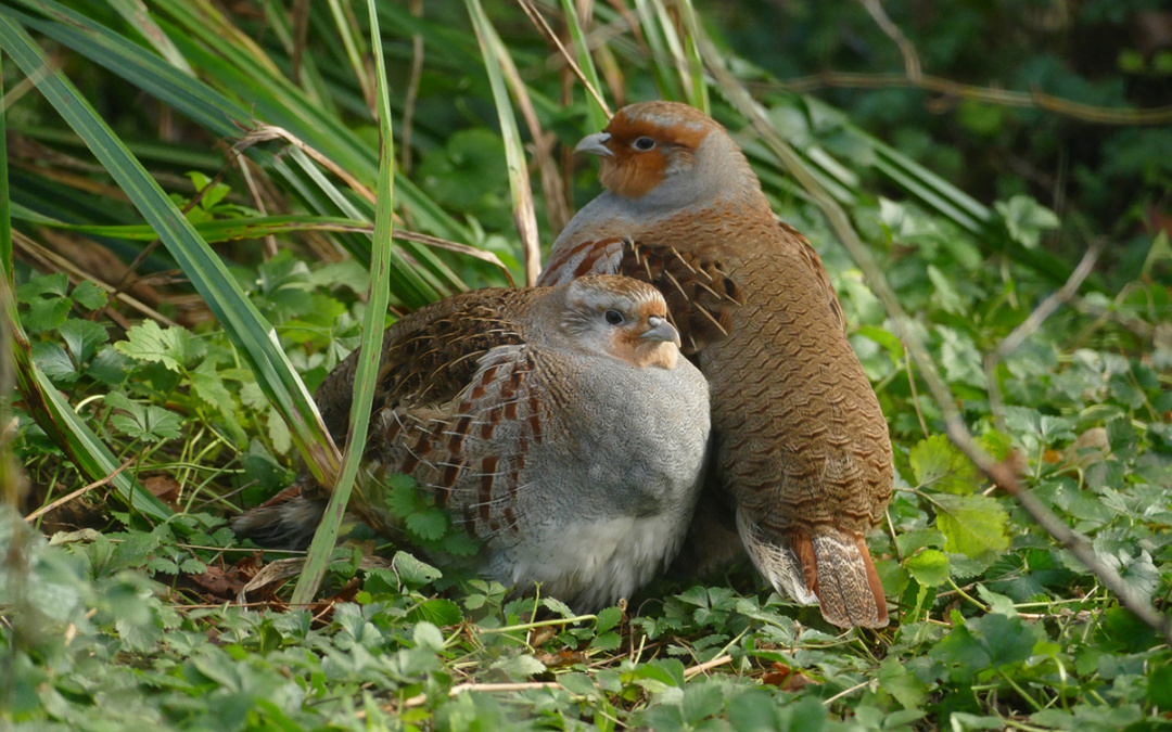 Bedrohte Feldvogelart das Rebhuhn nun im Zoo Heidelberg