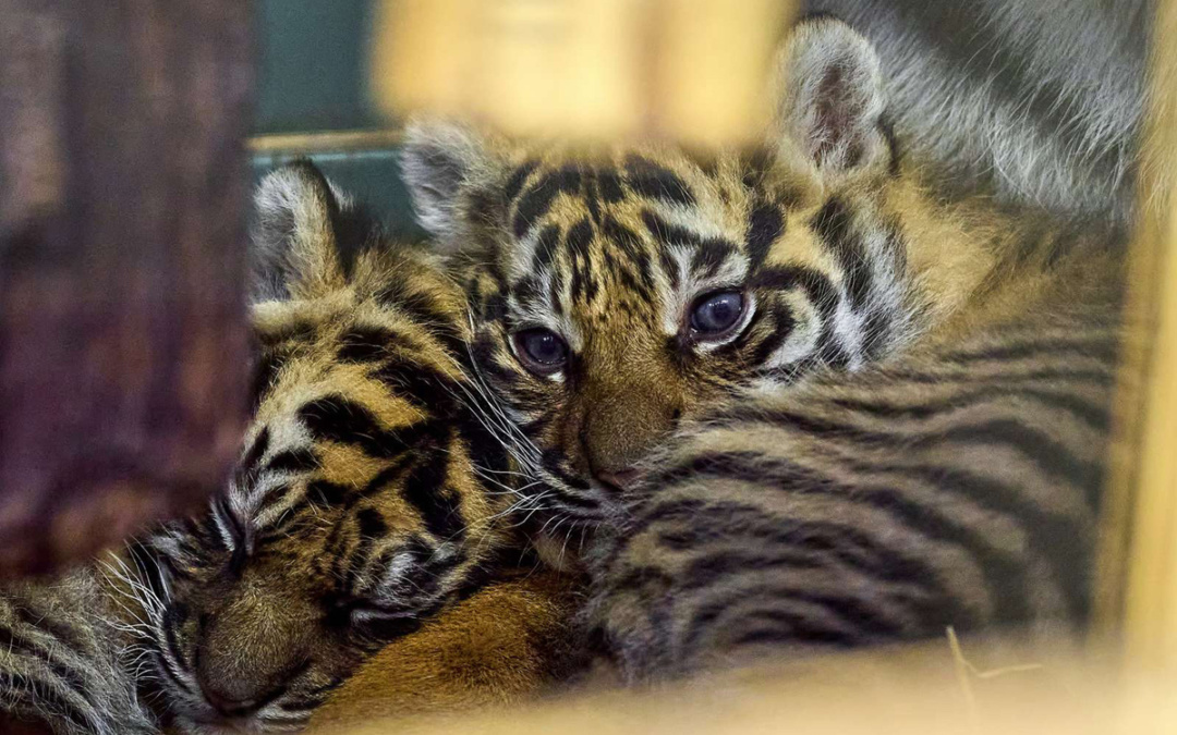 Zoo Heidelberg sucht Namen für Sumatra-Tiger-Nachwuchs