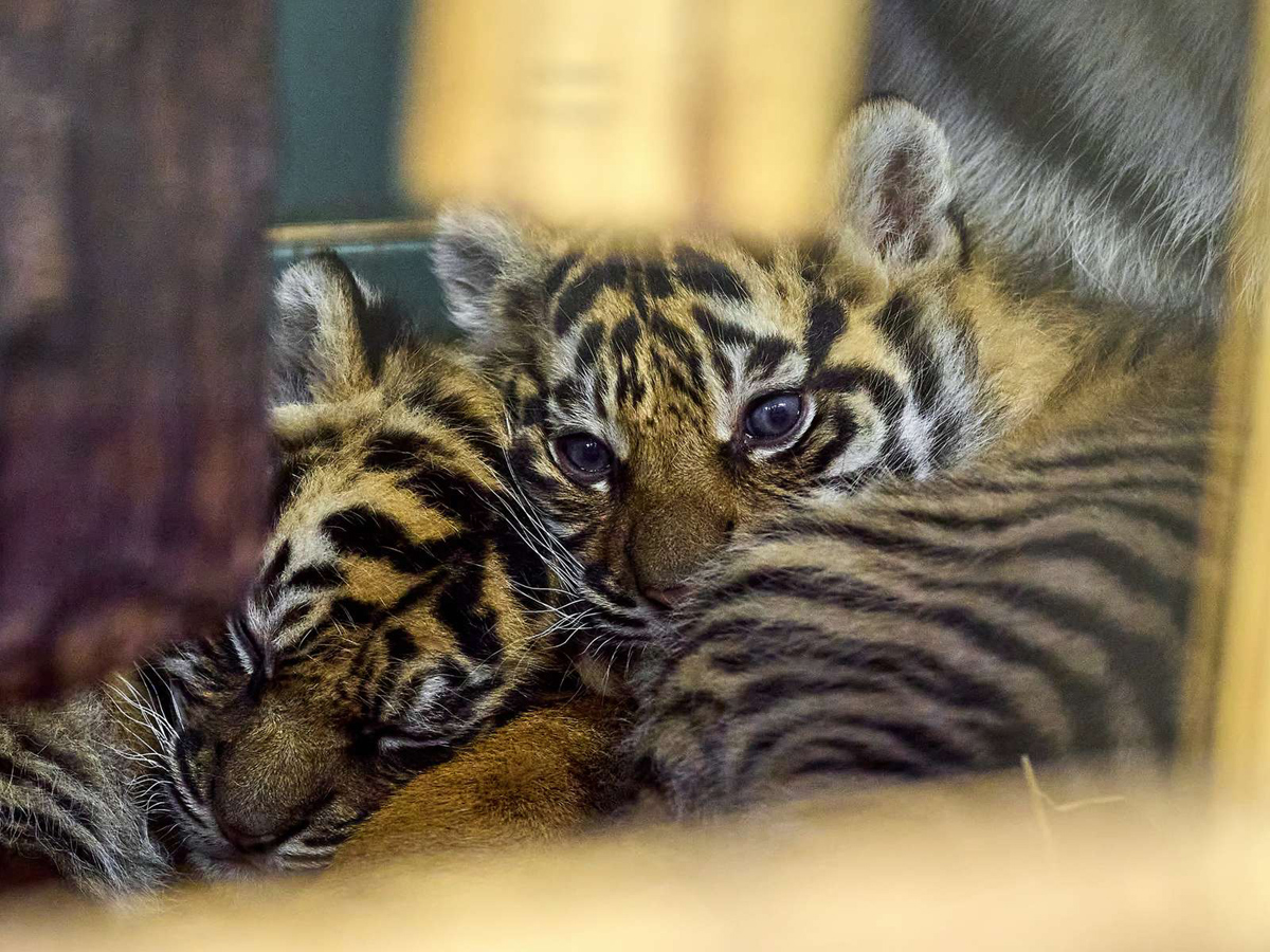 260130_Tigernamen Sumatra