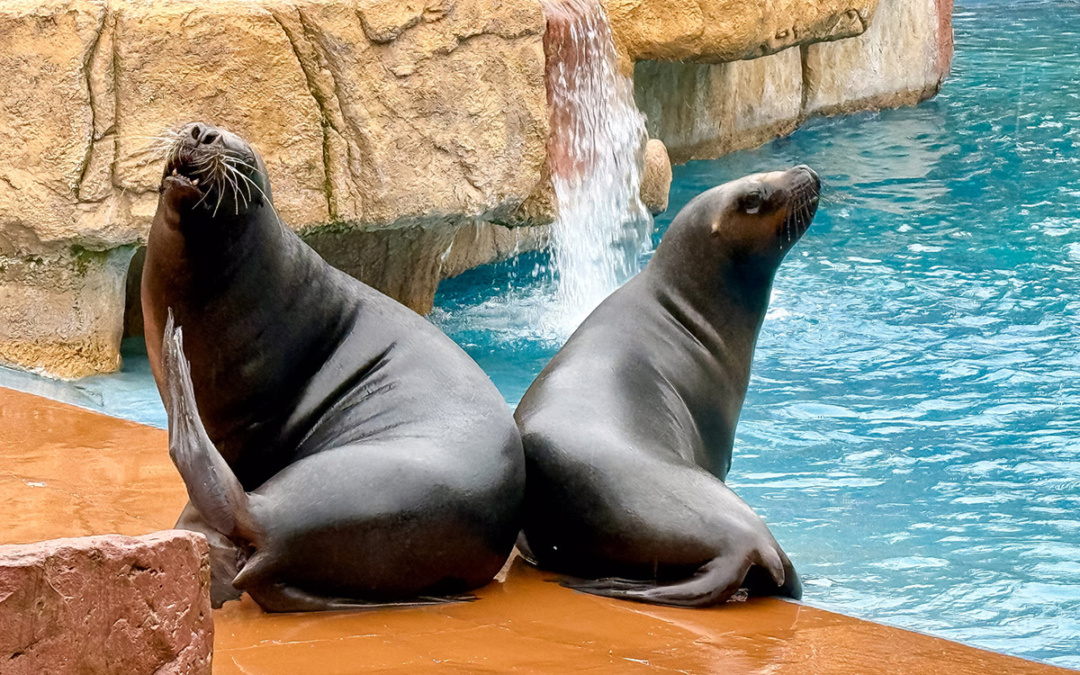 Junger Robbenbulle bei den Mähnenrobben im Zoo Heidelberg