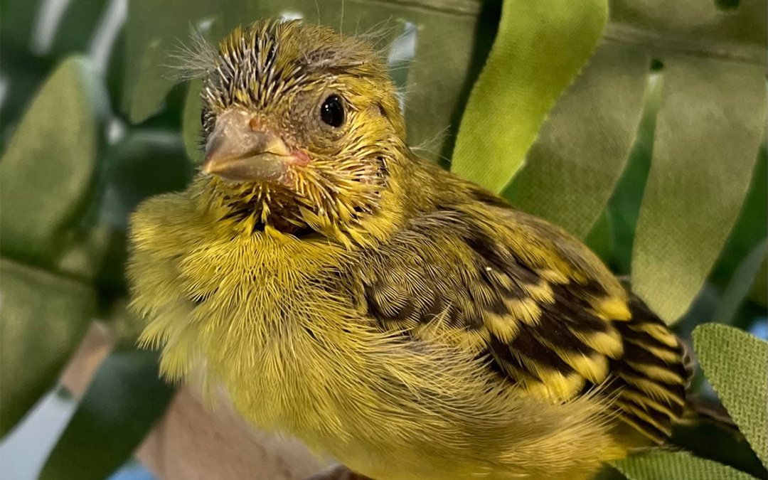 Erstmals junge Yarrellzeisige geschlüpft