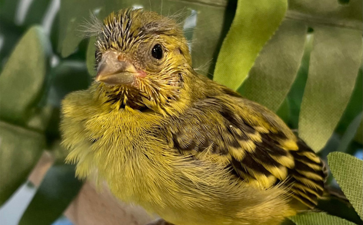Erstmals junge Yarrellzeisige geschlüpft