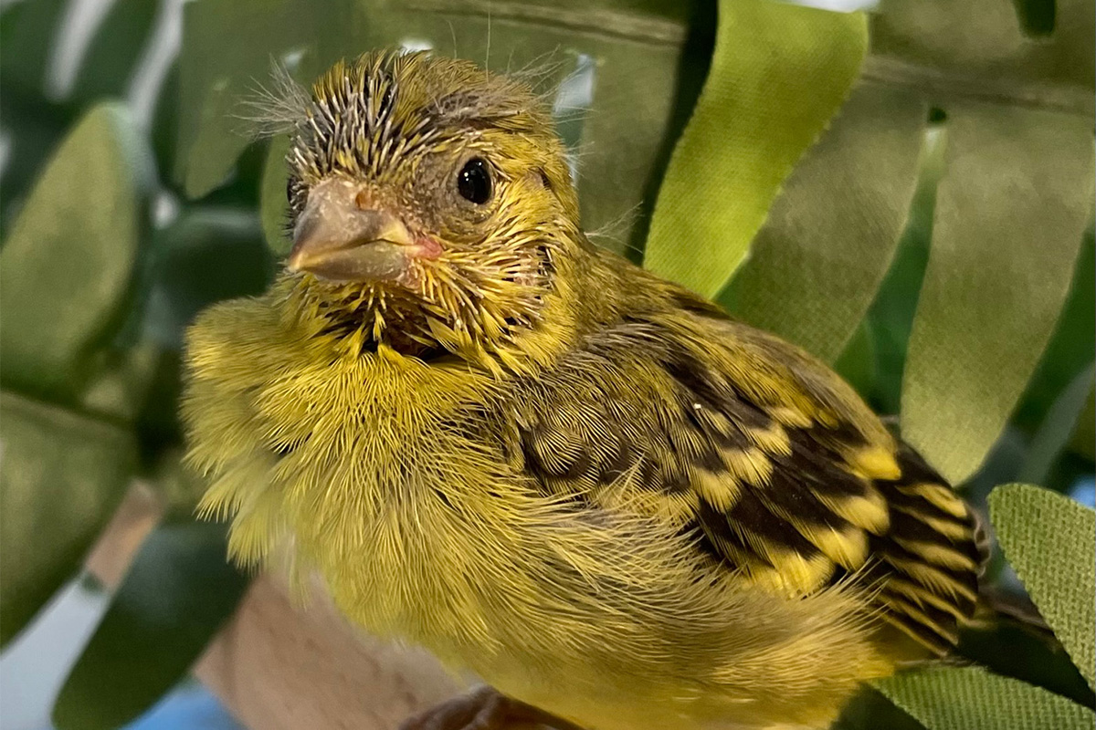 260218_Yarrellzeisig_1_kl Yarrellzeisige