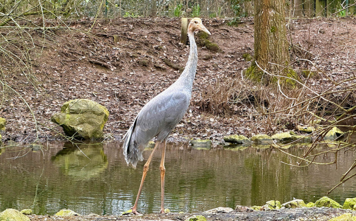 Saruskranich neu im Zoo Heidelberg