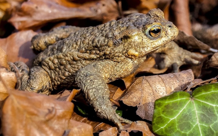 Amphibienwanderung hat begonnen