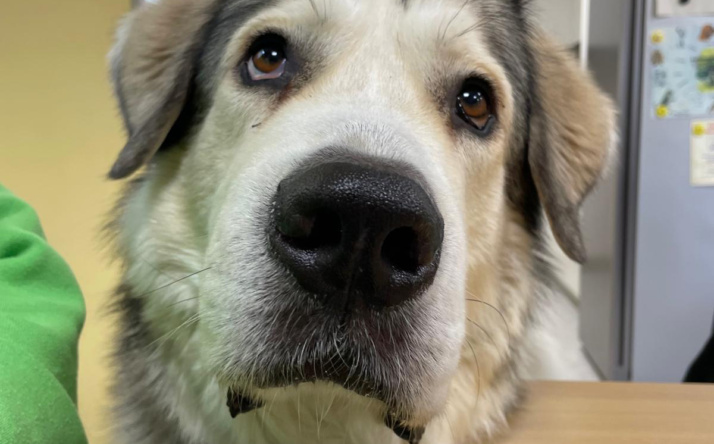 Wenn der Hund das große Los zieht