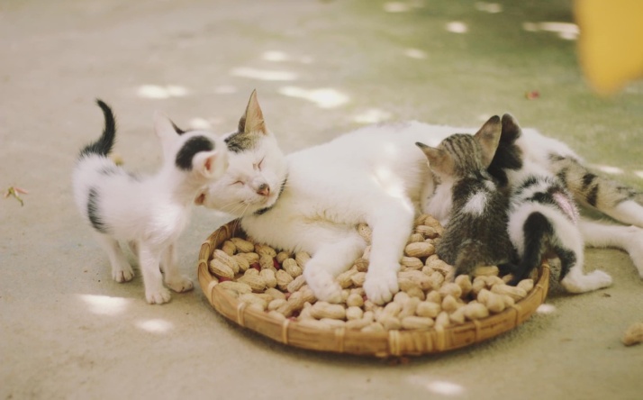 Welches Zubehör braucht eine Katze?